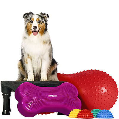 Dog 2025 gym equipment